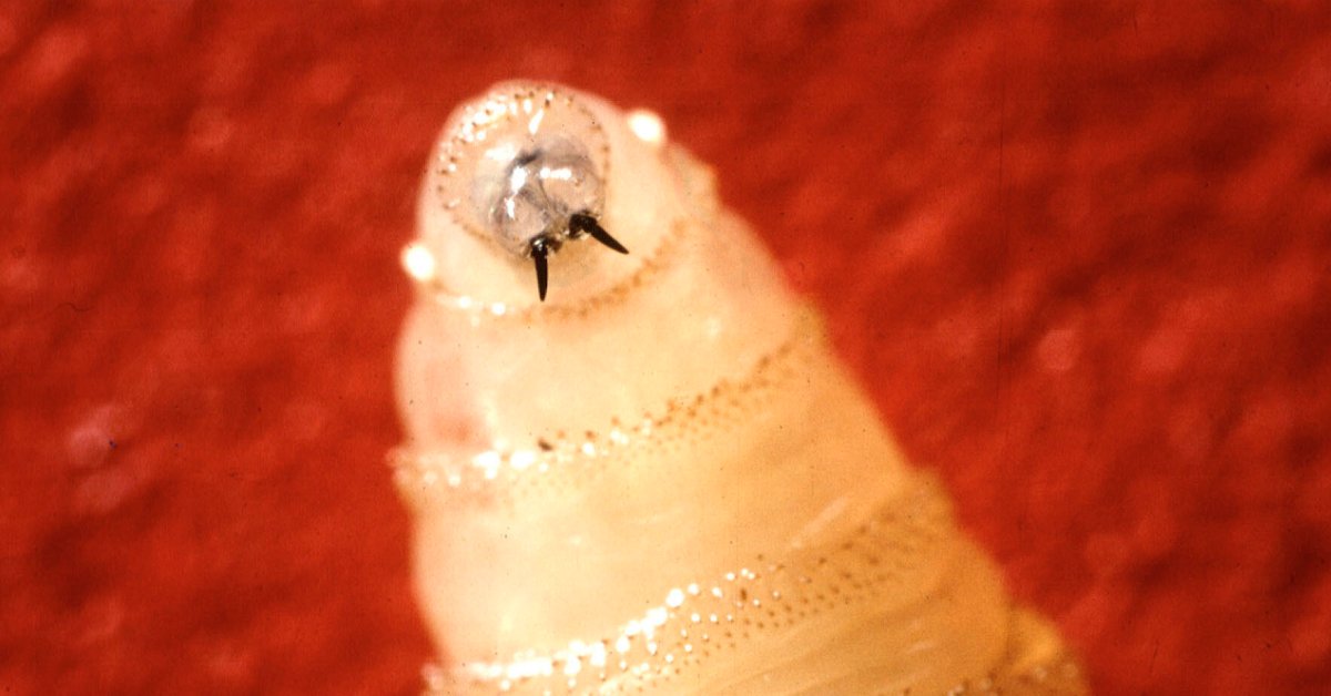 Flesh-Eating Screwworm Infestation Confirmed In U.S. Patient Flesh-Eating Screwworm Infestation Confirmed In U.S. Patient
