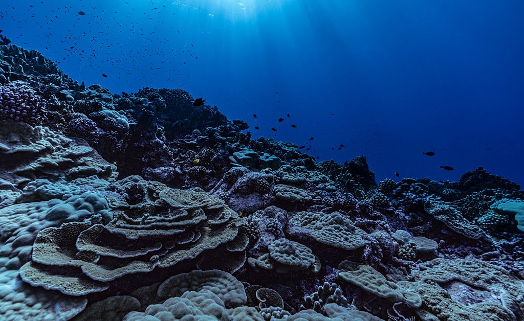 French Polynesia Establishes Massive New Marine Protected Area French Polynesia Establishes Massive New Marine Protected Area