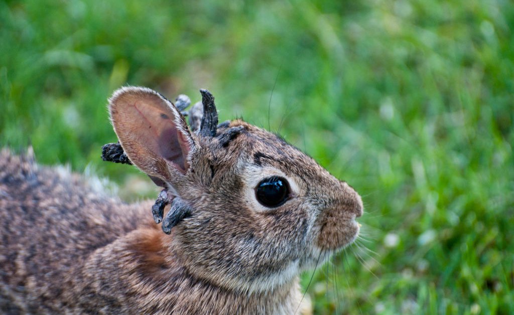 Identifying And Responding To Diseased Rabbits In Colorado