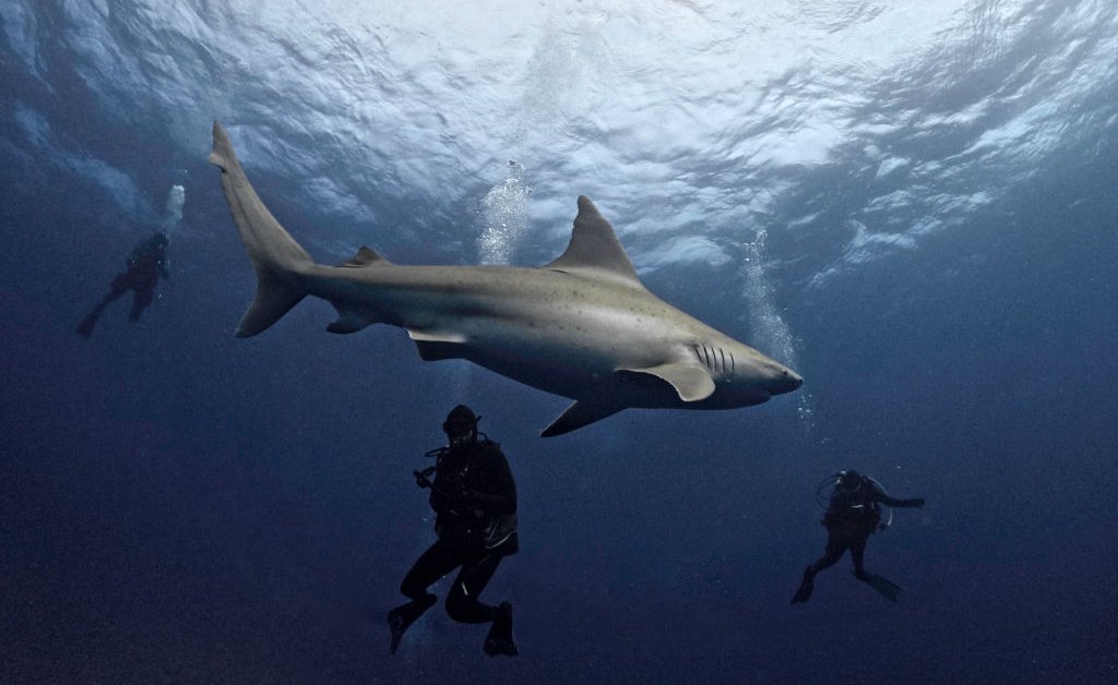 Jaws And Shark Phobia: Exploring The Film's Role In Conservation Challenges