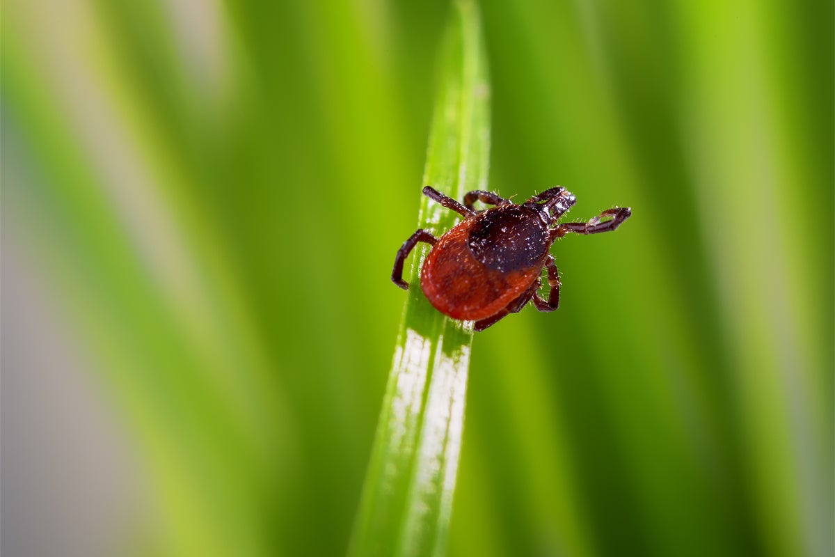 Northeast Battles Surge In Ticks, Raising Lyme Disease Risks Northeast Battles Surge In Ticks, Raising Lyme Disease Risks