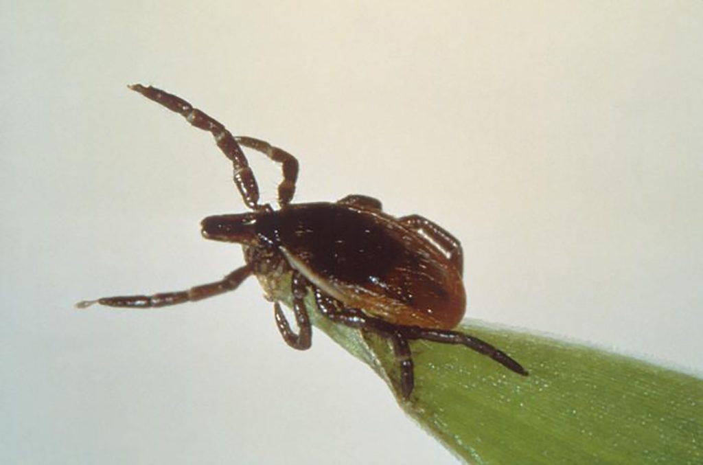 Protecting Yourself And Your Family During An Unusually Severe Tick Season Protecting Yourself And Your Family During An Unusually Severe Tick Season