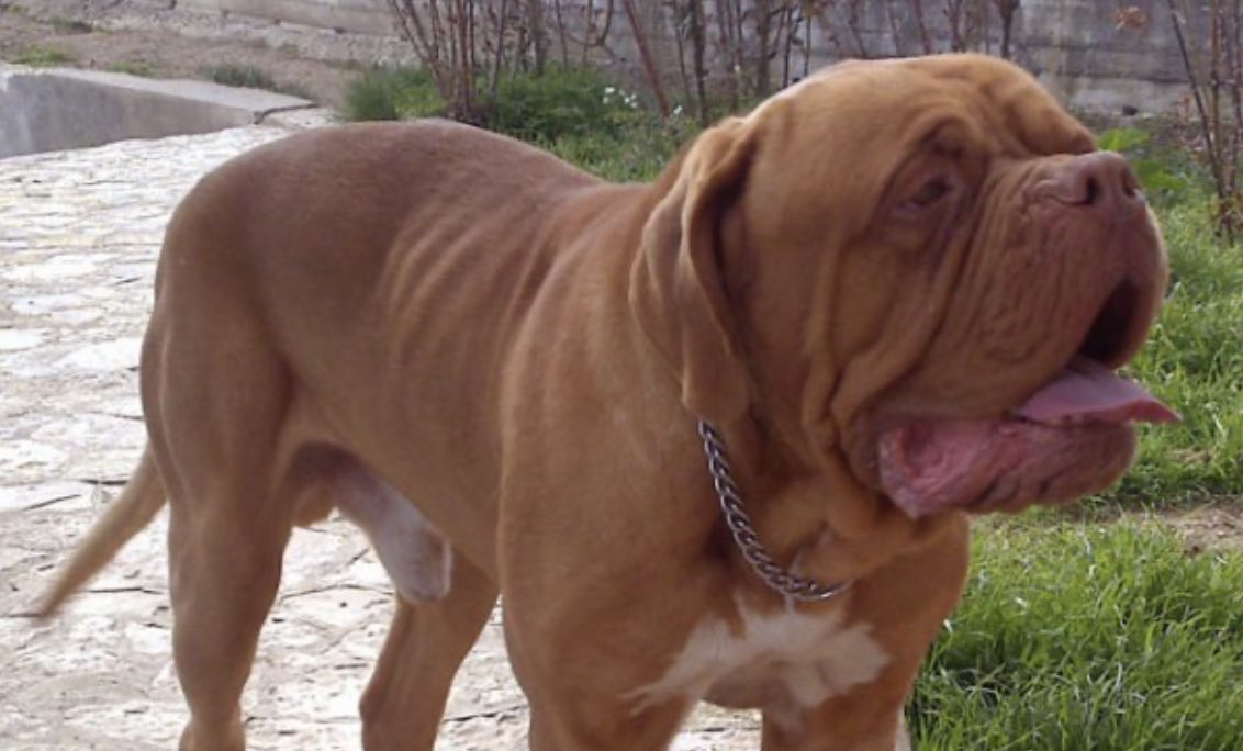 San Marino: Fine Delle Aggressioni Canine? La Storia Di Enrico Lazzari San Marino: Fine Delle Aggressioni Canine? La Storia Di Enrico Lazzari