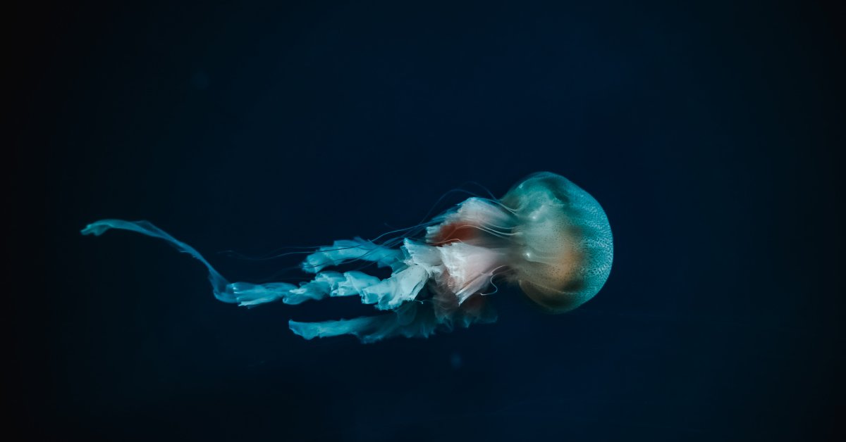 The Uncharted Deep: Exploring The 99% Unknown Ocean The Uncharted Deep: Exploring The 99% Unknown Ocean