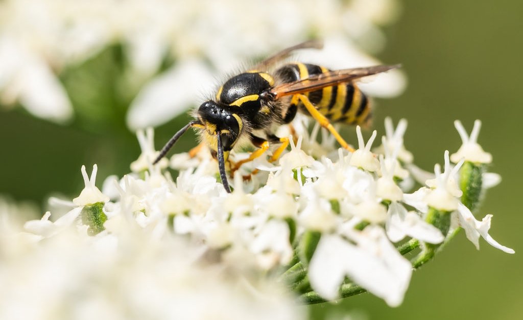 Understanding Climate Change's Influence On Summer Insects