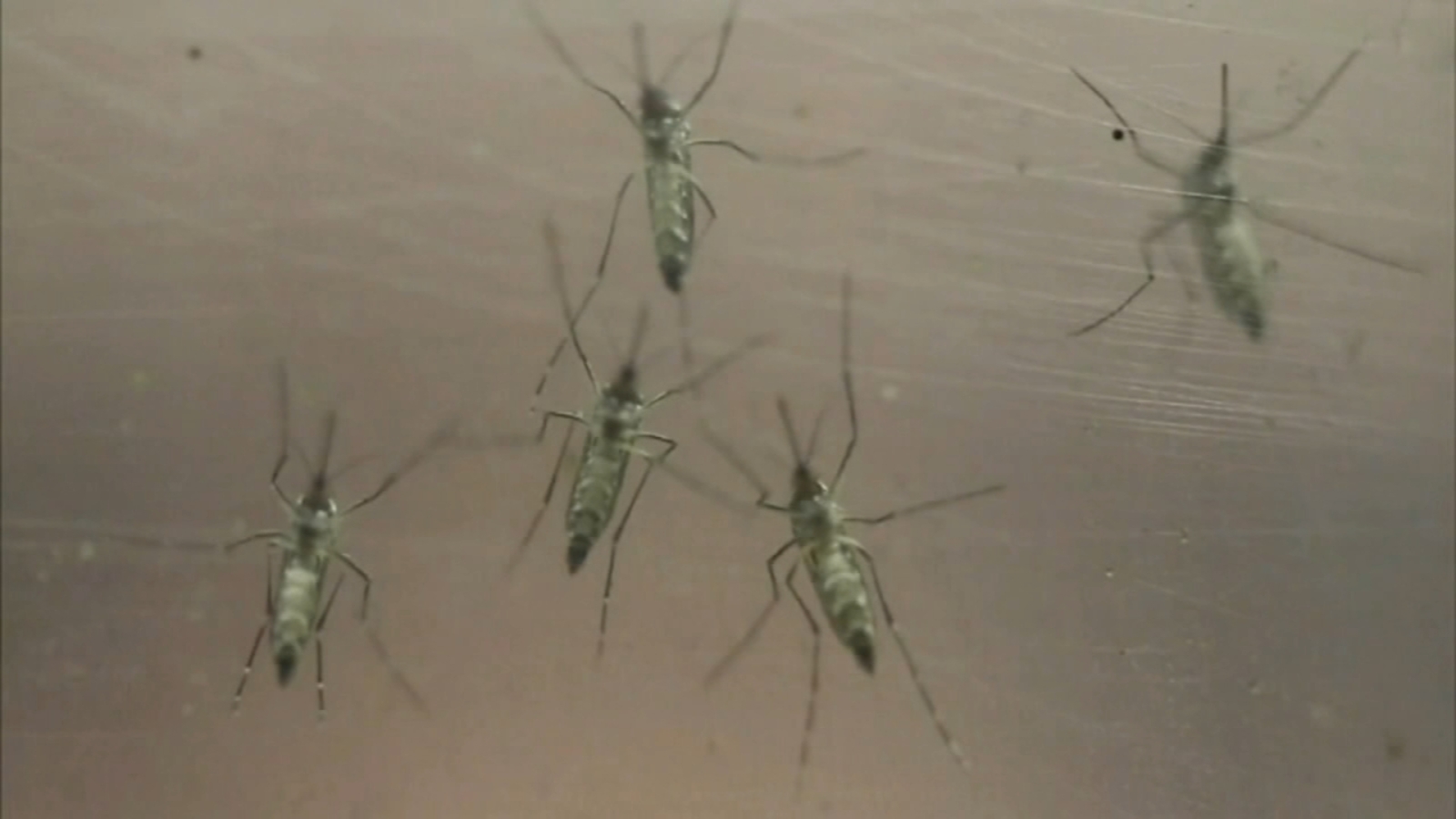 West Nile Virus Positive Mosquitoes Found In LaSalle County, Illinois